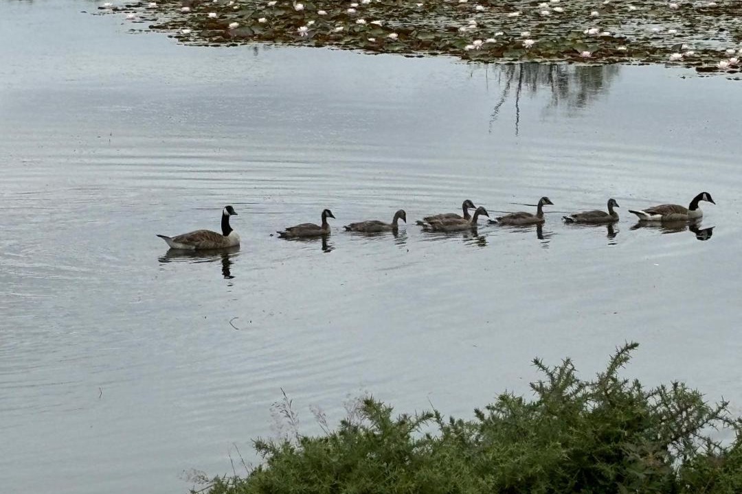 Photo of Outdoor in New Forest District
