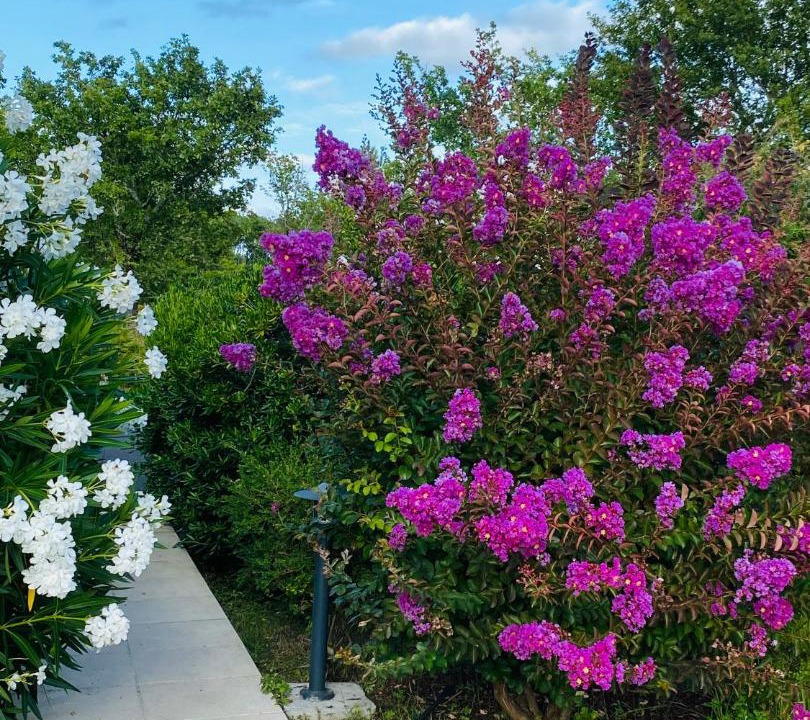 Photo of Outdoor in Sanguinet