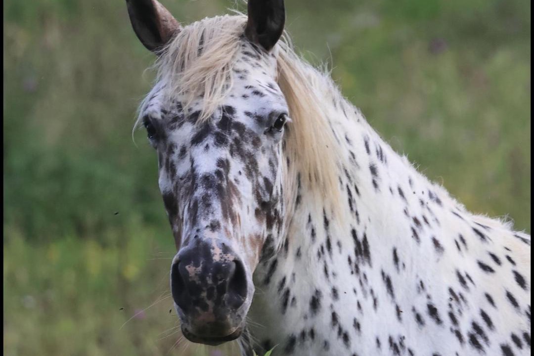 Photo of Others in Cendrieux