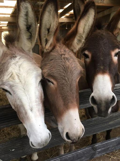 Photo of Others in Cendrieux