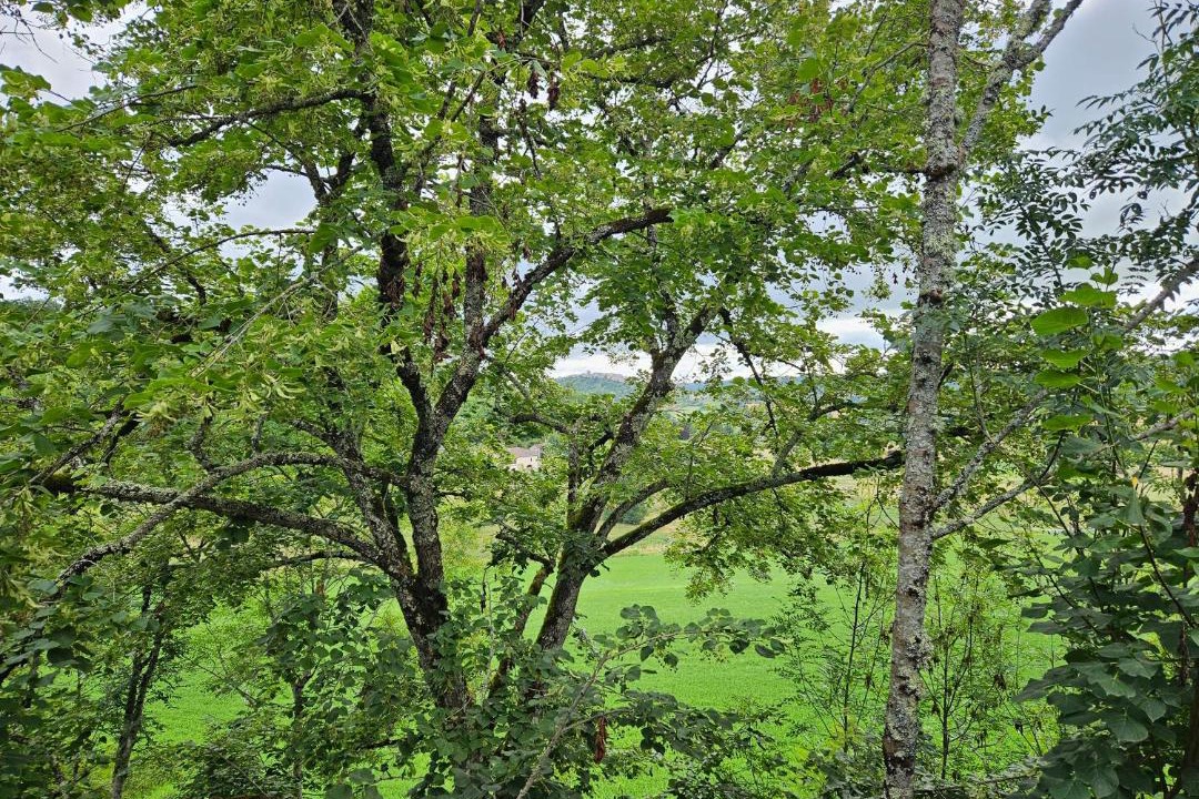 Photo of Others in Montagudet