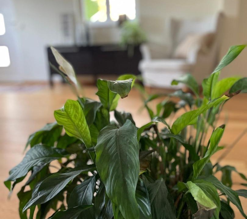Photo of Livingroom in Aclens