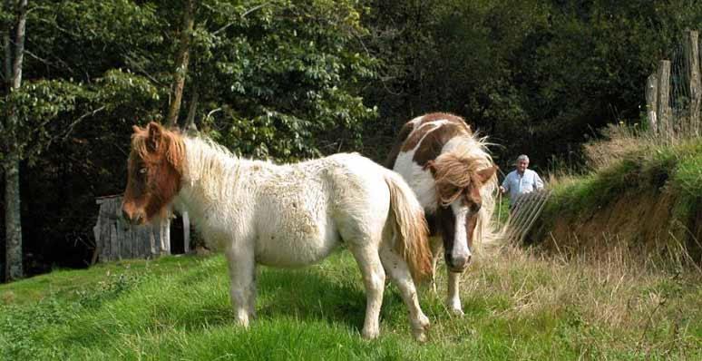 Photo of Others in Etxalar