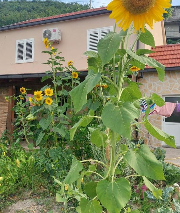 Photo of Others in Slivno