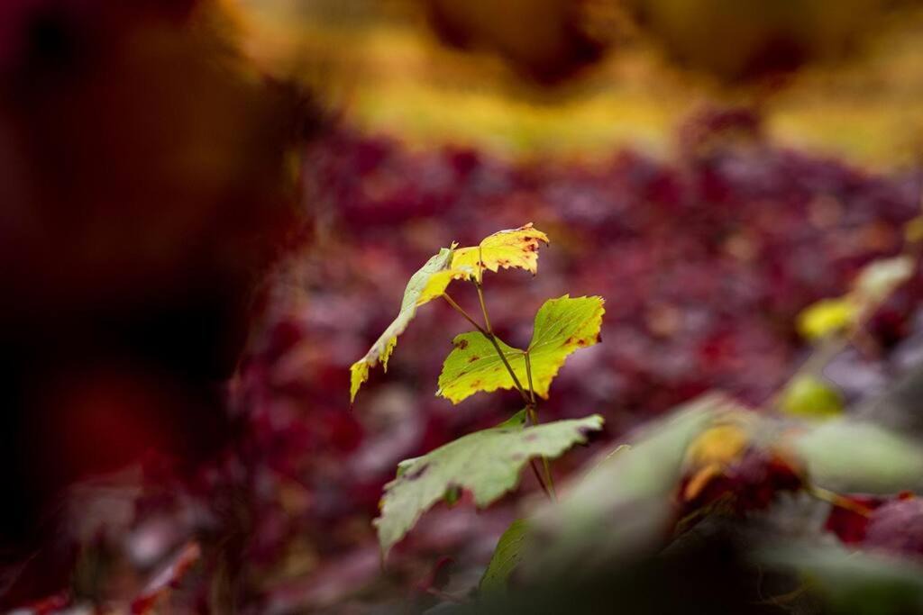 Photo of Others in Porepunkah