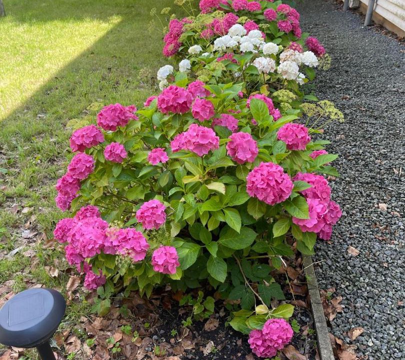 Photo of Outdoor in Faaborg