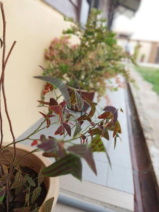 Photo of Others in Guntong