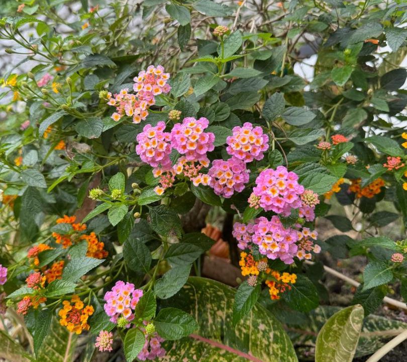 Photo of Outdoor in Kampung Pelimbaian