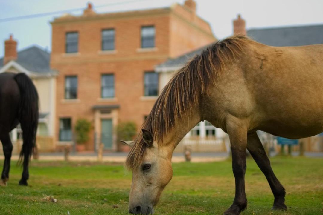 Photo of Others in New Forest District