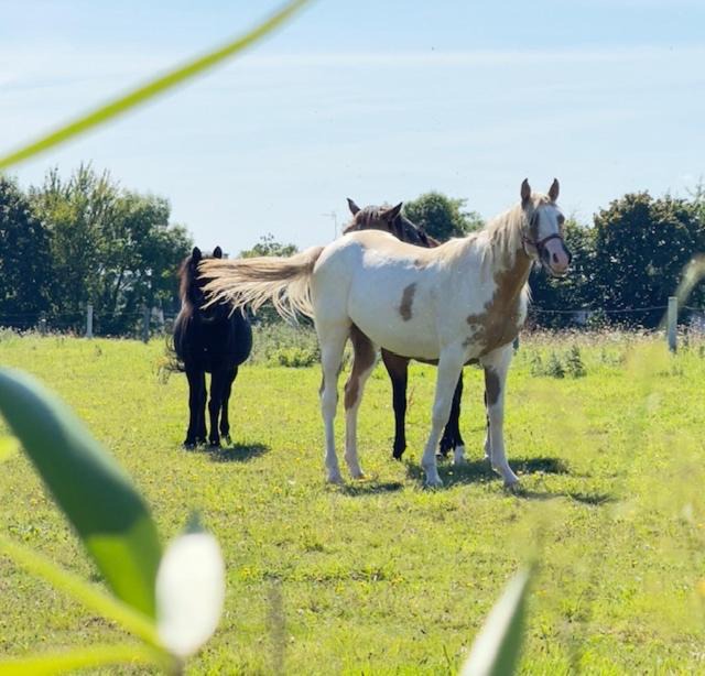 Photo of Others in Saint-Brieuc-de-Mauron