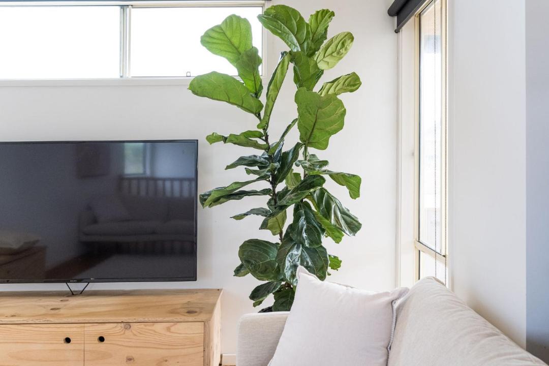 Photo of Livingroom in Cape Paterson