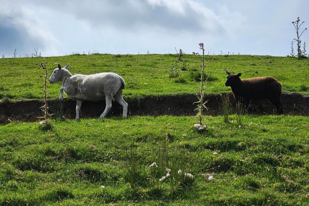 Photo of Others in Todmorden