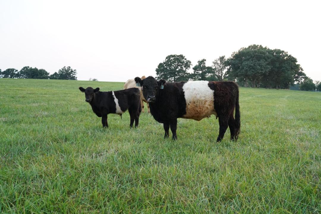 Photo of Others in Lawrence County
