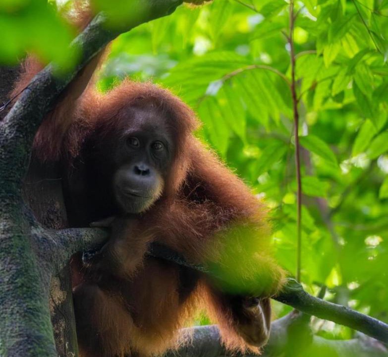 Photo of Others in Bukit Lawang