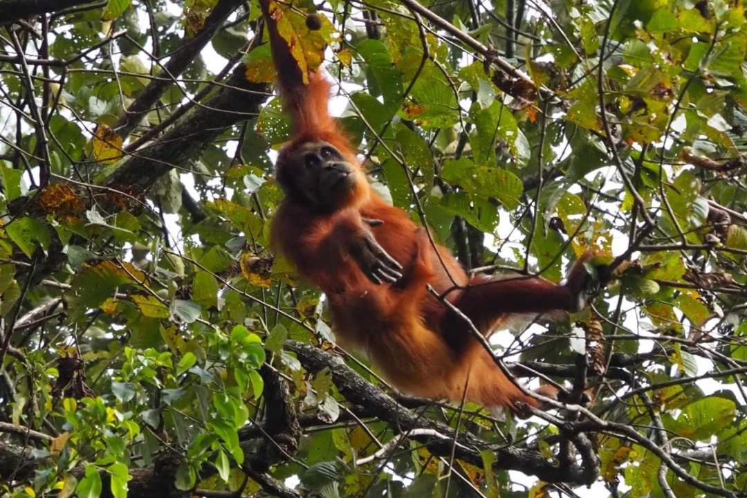 Photo of Others in Bukit Lawang