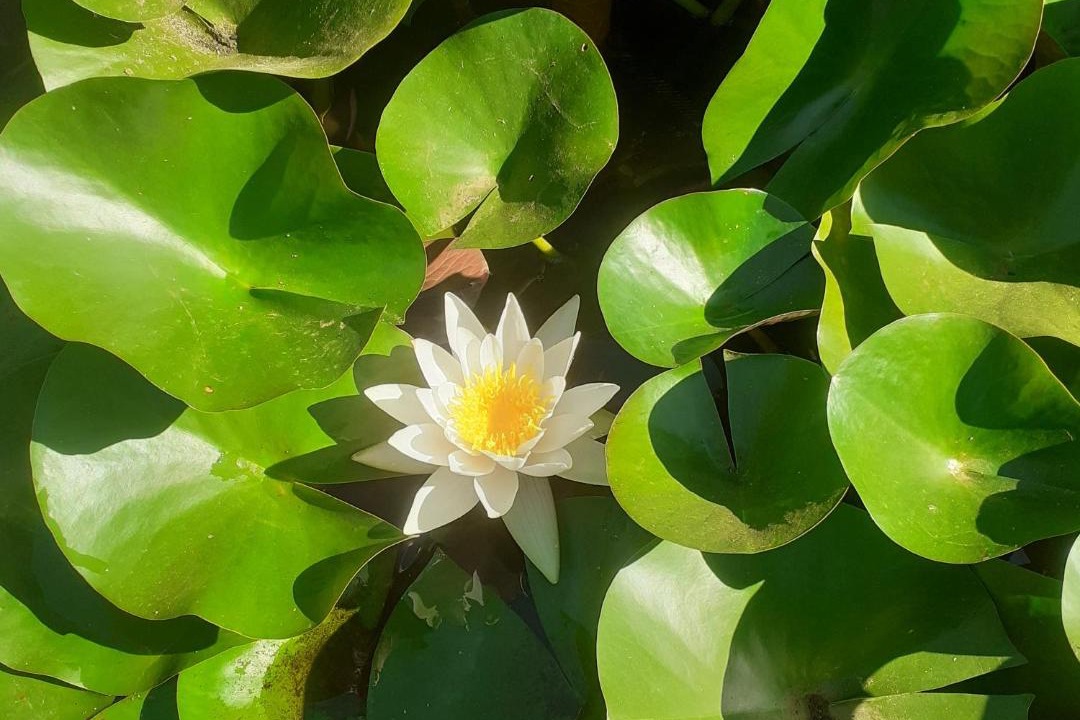 Photo of Others in Saint-Pierre-le-Vieux