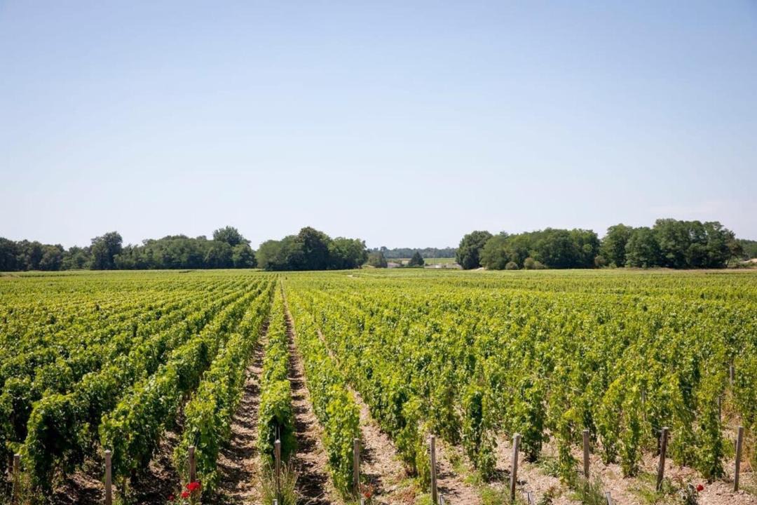 Photo of Others in Lamarque