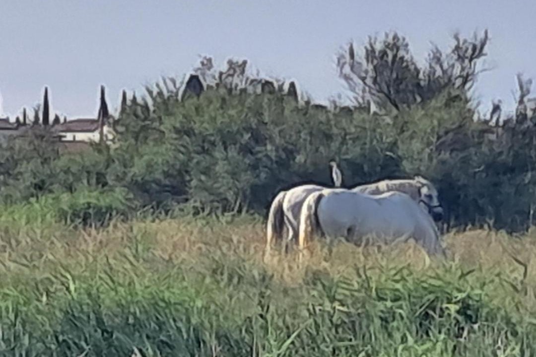 Photo of Others in Vic-la-Gardiole