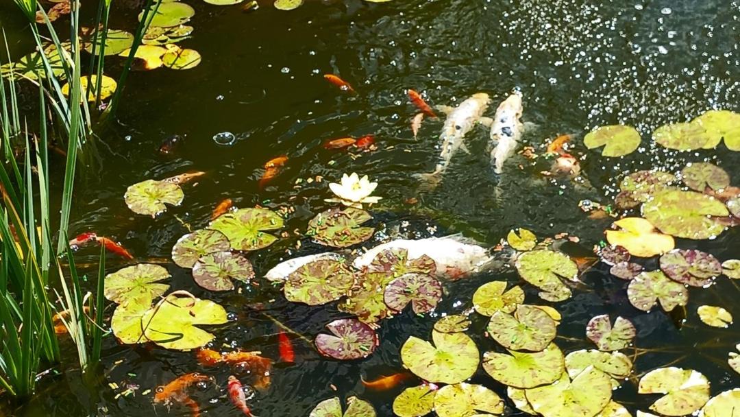 Photo of Others in Cercy-la-Tour