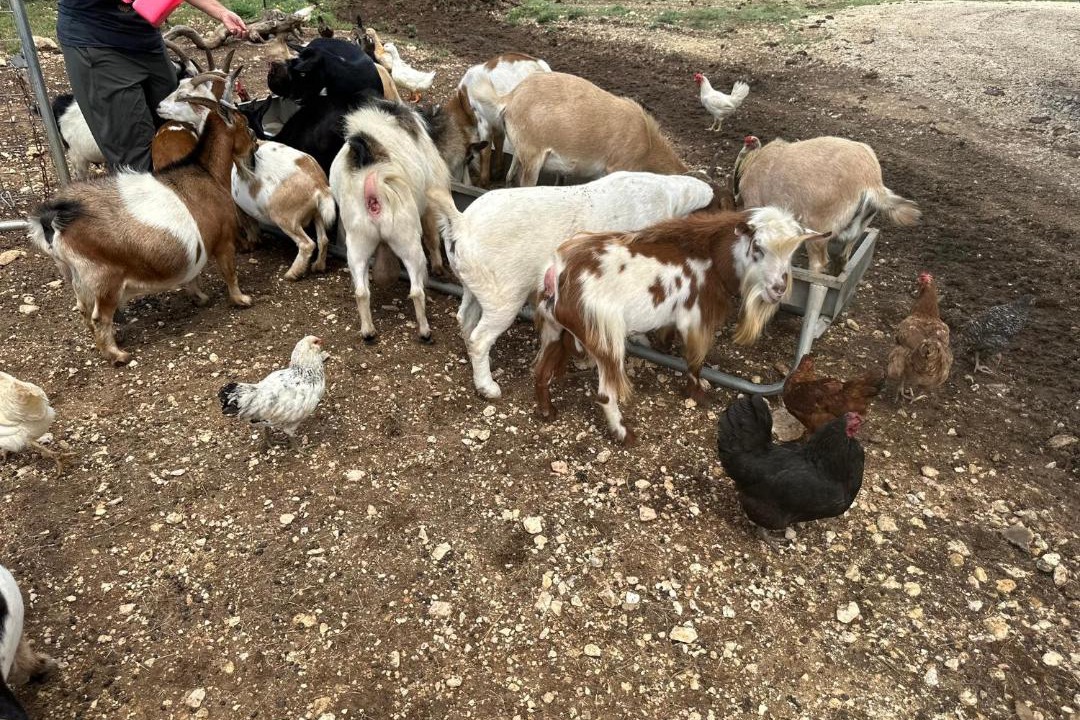 Photo of Others in Bandera