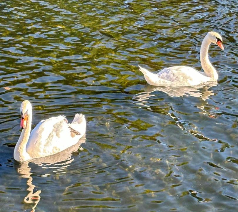 Photo of Others in Olivet