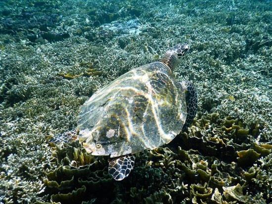 Photo of Others in Mansuar Island