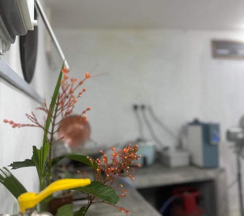 Photo of Others in Kampung Sayong Hulu