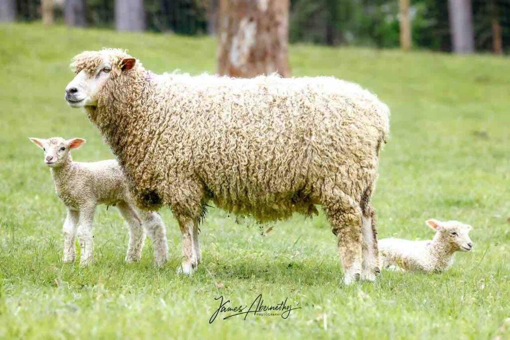 Photo of Others in Main Ridge