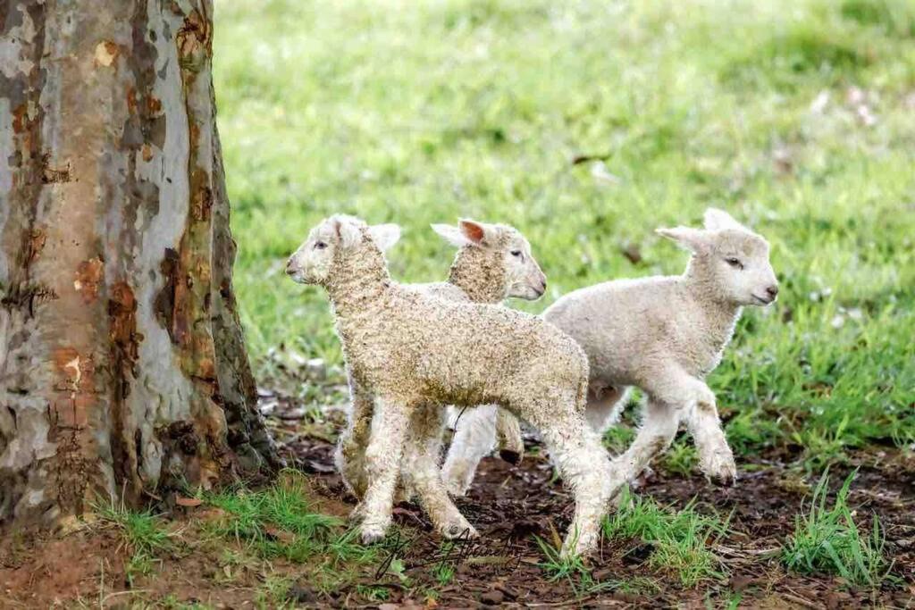 Photo of Outdoor in Main Ridge