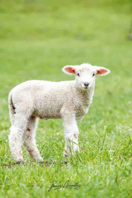 Photo of Others in Main Ridge