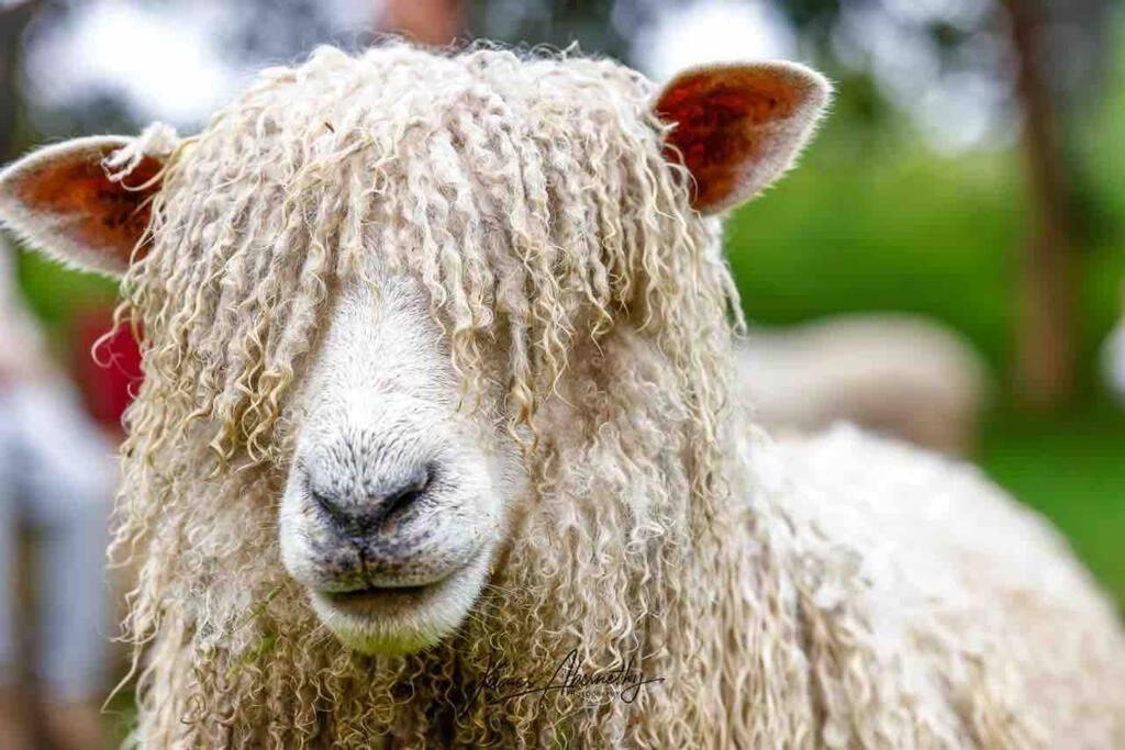 Photo of Others in Main Ridge