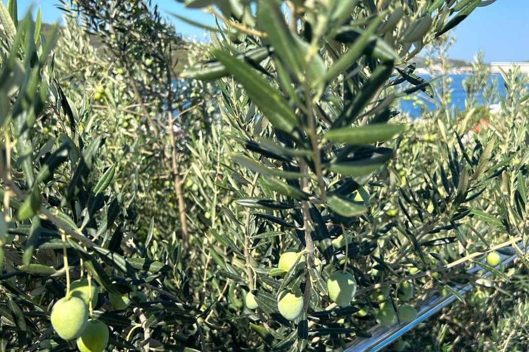 Photo of Outdoor in Tijesno