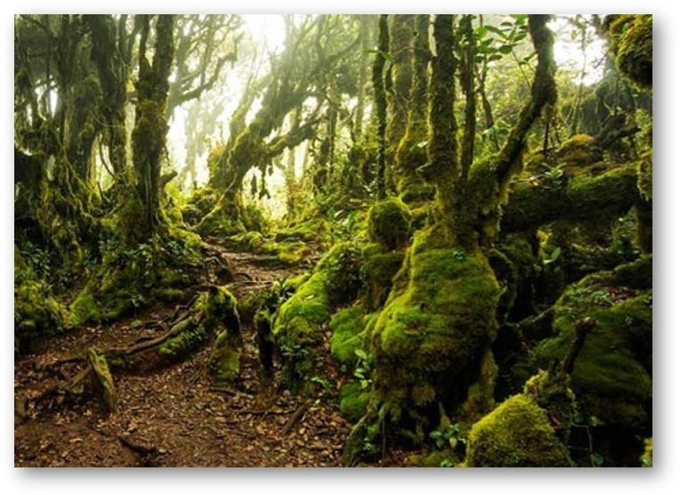 Photo of Others in Brinchang