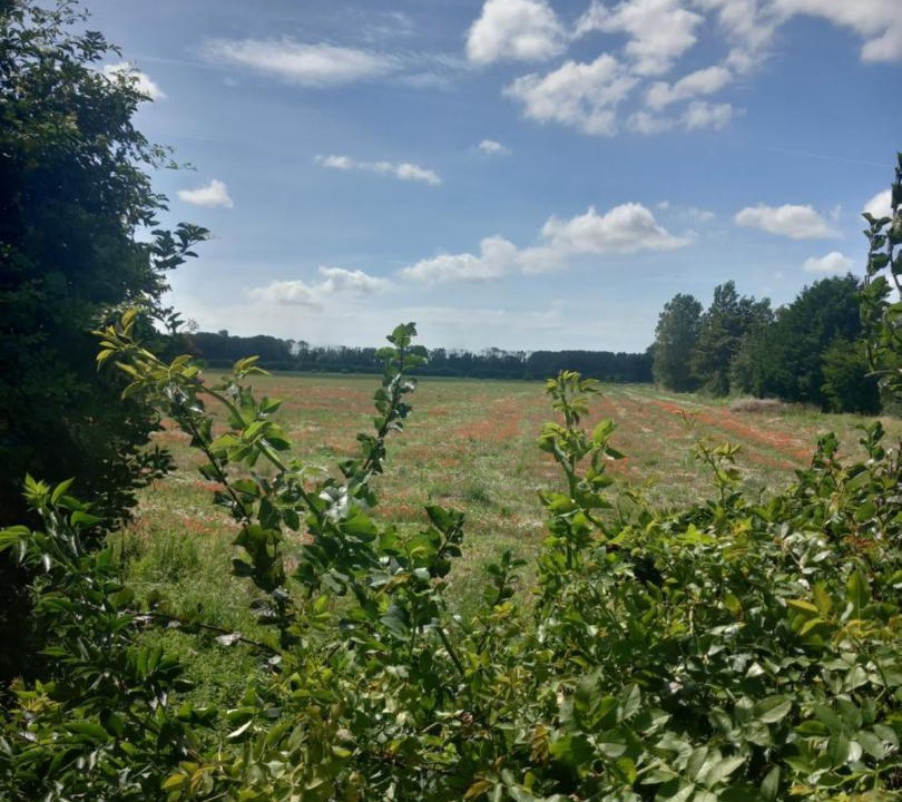 Photo of Others in Oye-Plage