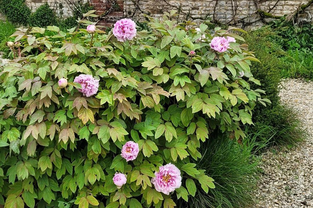 Photo of Outdoor in Coulonces