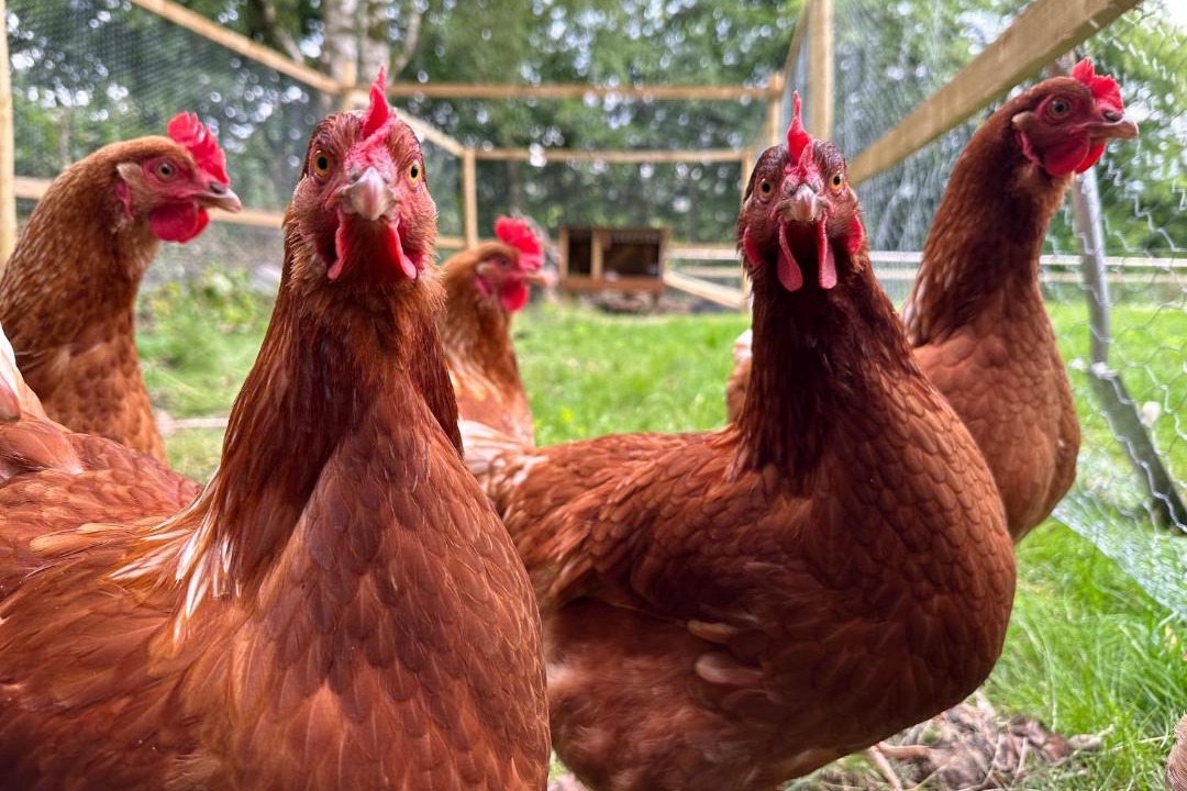 Photo of Others in West Linton