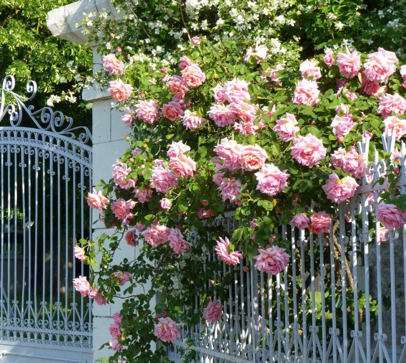 Photo of Others in La Roche-Rigault