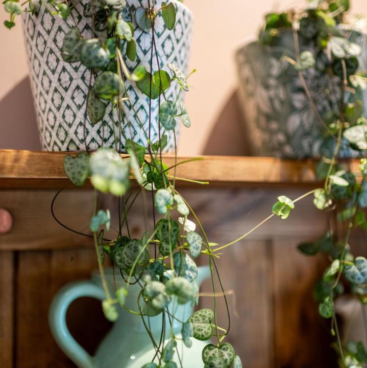 Photo of Others in Ebbesborne Wake