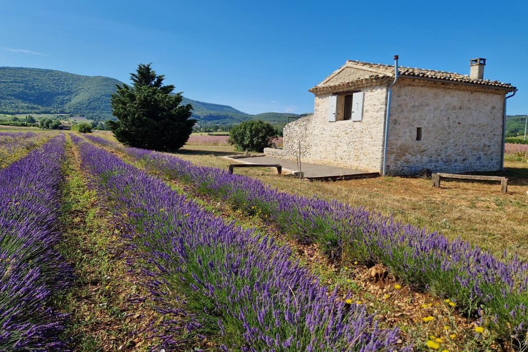 Photo of Others in Sault