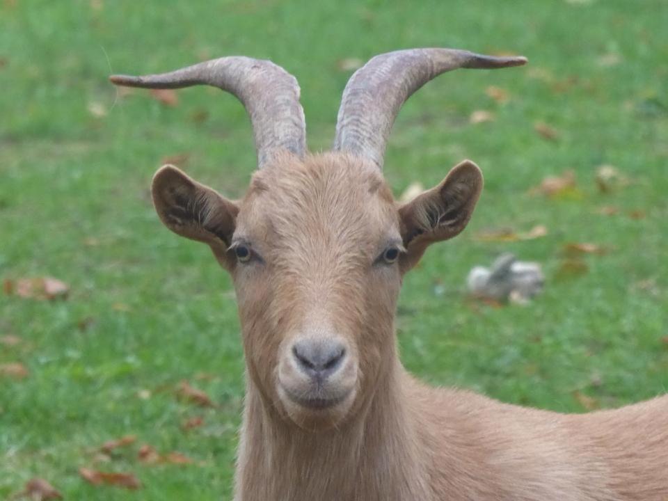 Photo of Others in Chazemais