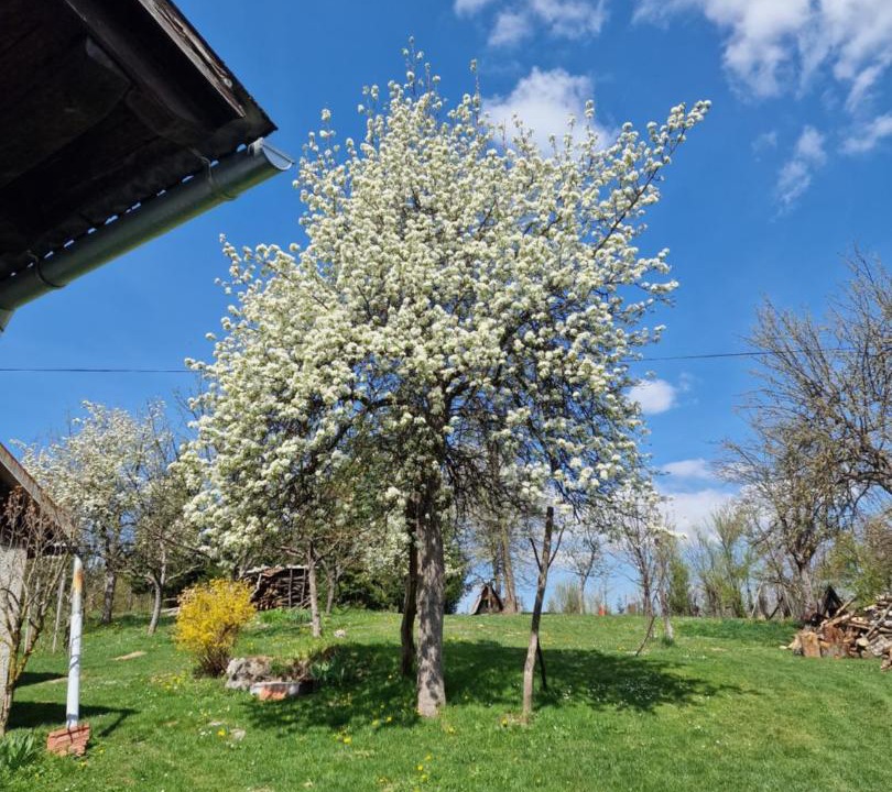 Photo of Others in Lukovdol