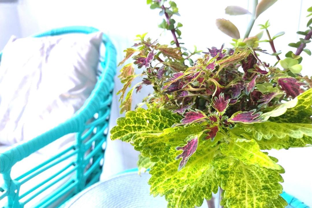 Photo of Others in Townsville