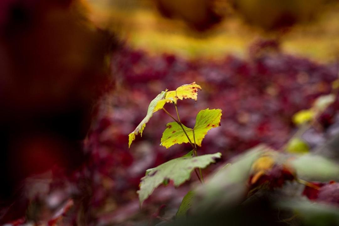 Photo of Others in Porepunkah