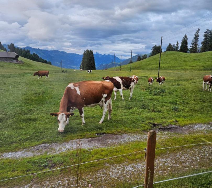 Photo of Others in Boltigen