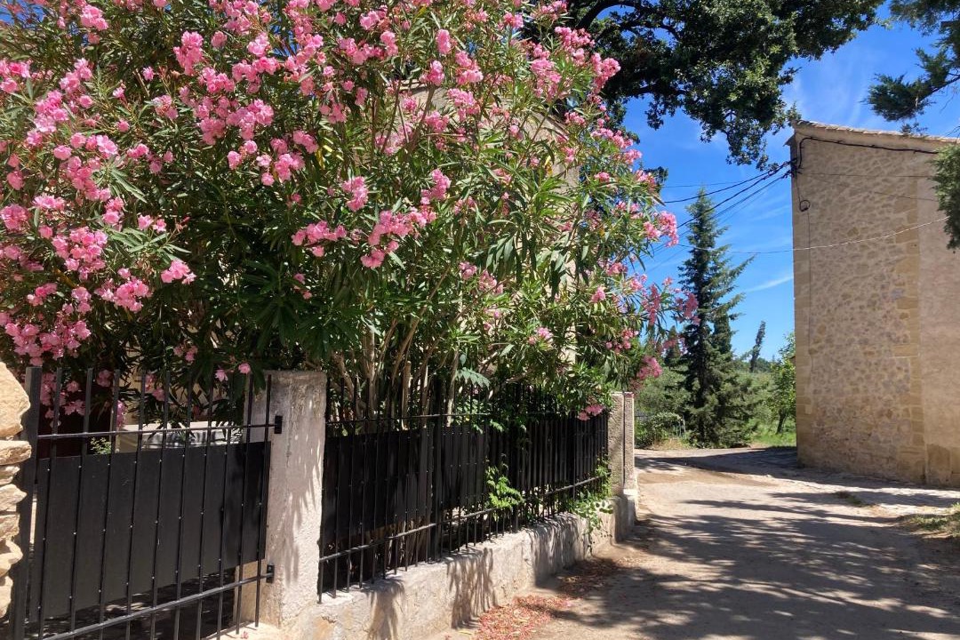 Photo of Others in Roquemaure
