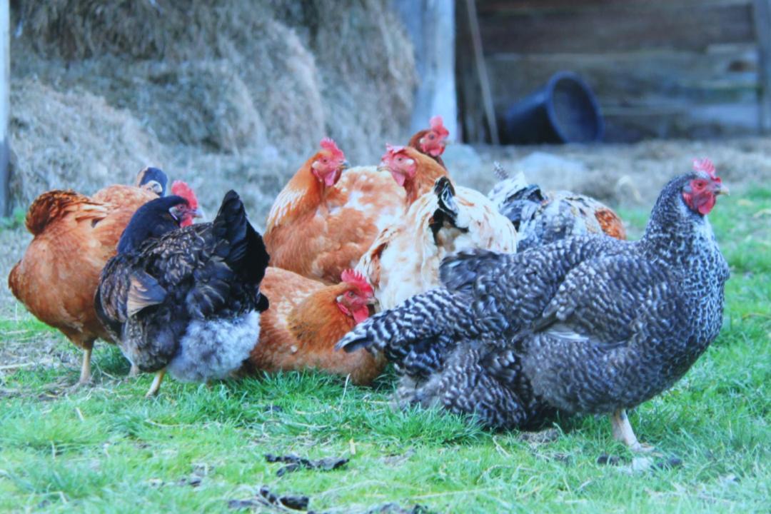 Photo of Others in Capelle-les-Grands