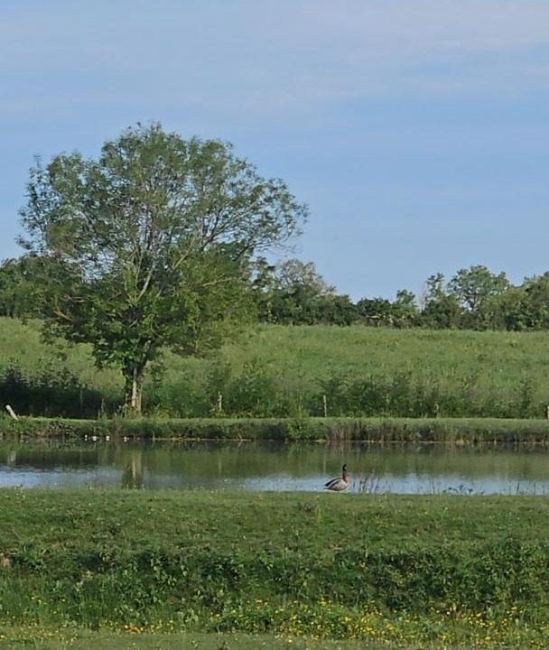 Photo of Others in Mauleon