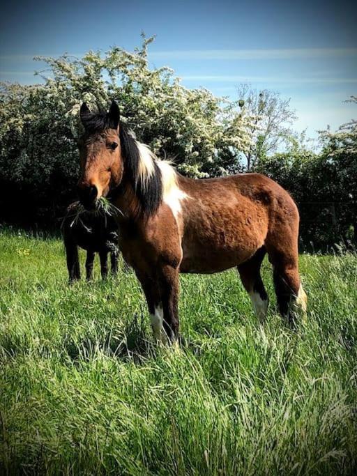 Photo of Others in Haudricourt
