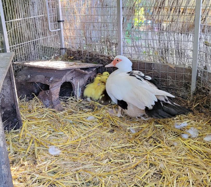 Photo of Others in Daumeray