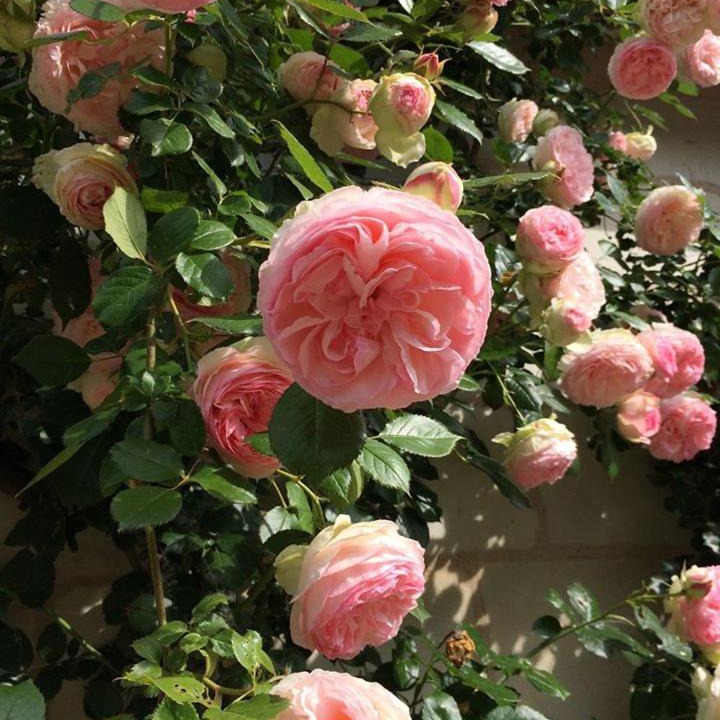 Photo of Others in Berthenay